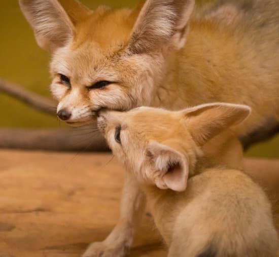 Unveiling the Enigmatic Fennec Fox: A Photographer's Dream in the Sahara